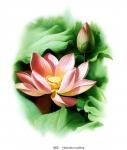 Foreign investment in Vietnam