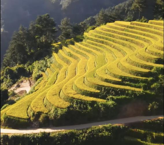 Can Foreigners Own 100% of a Company in Vietnam?